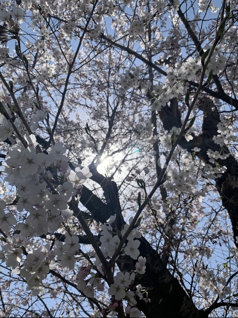 봄,spring,꽃,벚꽃,cherryflower,japanflower