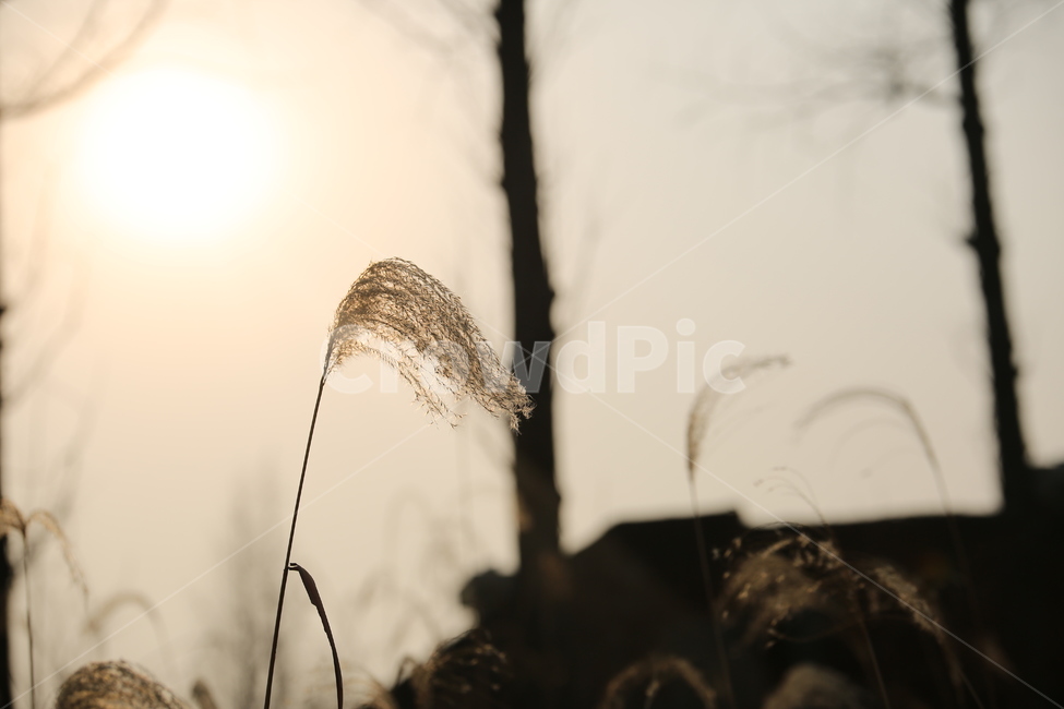 노을,서울도심,갈대,나무,공원,식물,자연,plants,nature