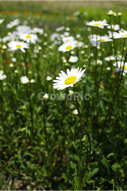 꽃,자연,plant,flower,구절초,식물,꽃밭,식물,자연,plants,nature,꽃,flower