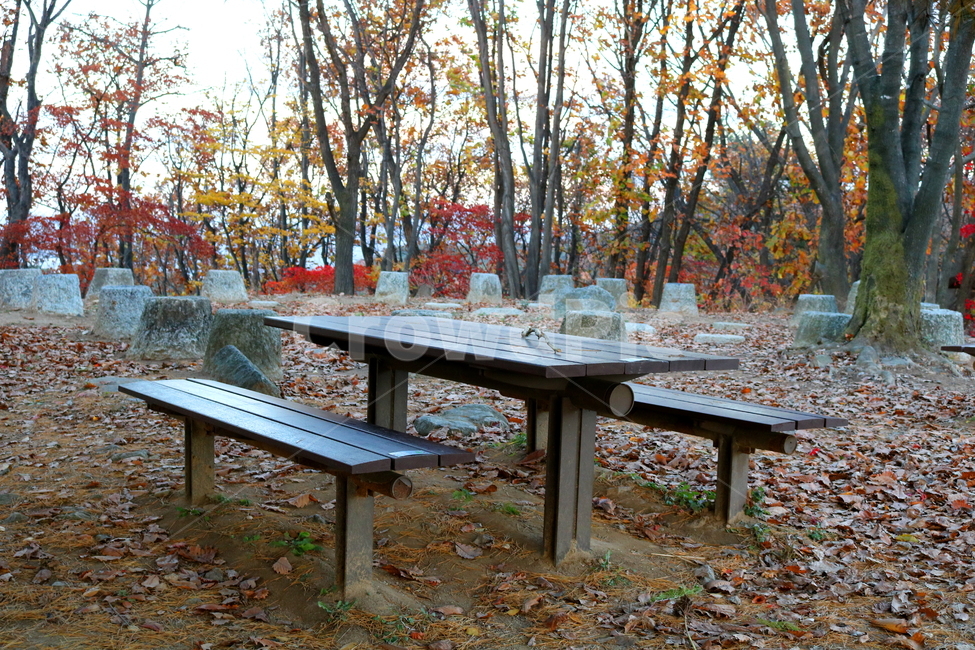 의자,식탁,테이블,나무,나무의자,공원,남한산성,쉼터,가을,계절,fall,autumn,season,furniture,가구,tree,plant,식물,tabletop,테이블 탑