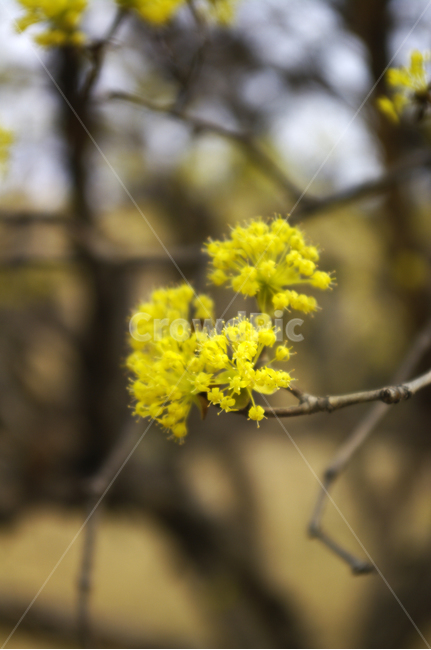 산수유,자연,nature,꽃,flower,나무,식물,plant,봄,spring,계절,봄,계절,spring,season,식물,자연,plants,nature,꽃,flower,blossom