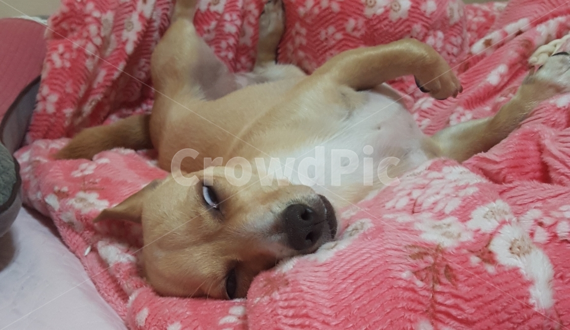 강아지,자는모습,귀여움,피곤,반려견,동물,animal,포유류,mammal,개,강아지,dog,doggy