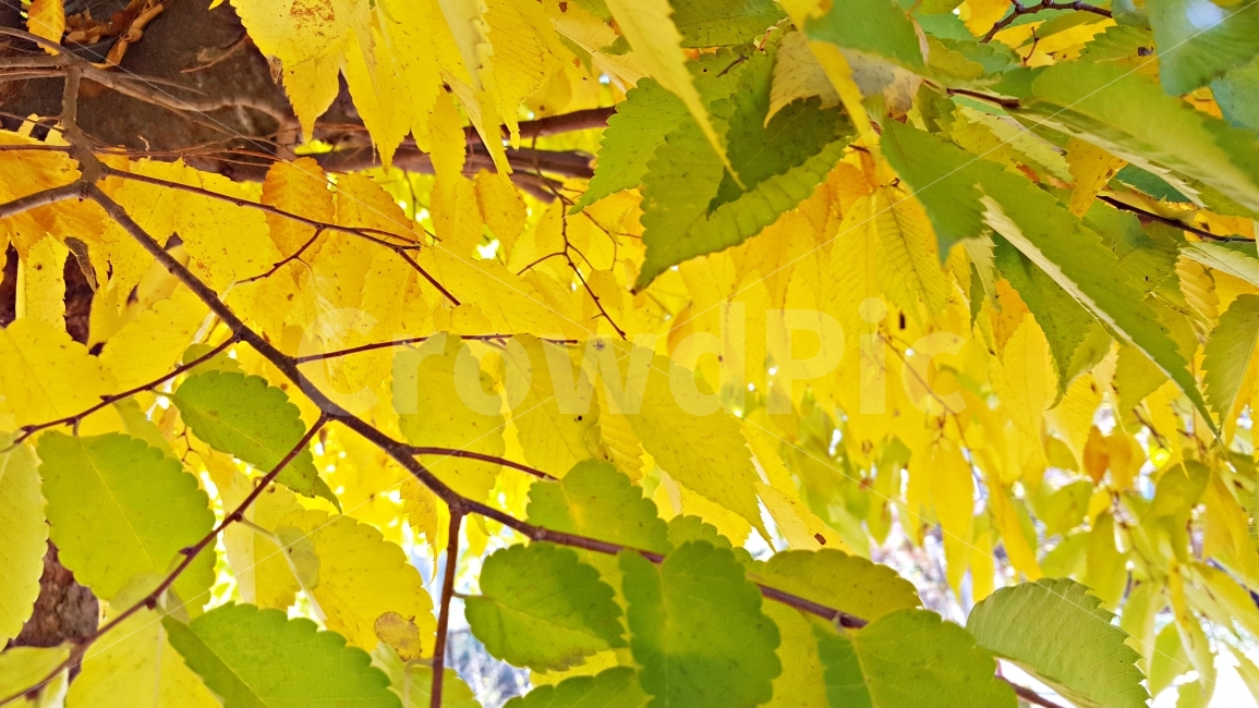가을,낙엽,단풍놀이,단풍구경,단풍,가을,계절,fall,autumn,season,식물,자연,plants,nature,plant,leaf,잎,veins,정맥