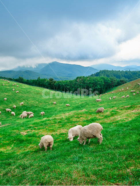 양,양떼목장,강릉,양양,강원도,하늘목장,구름,풍경,산업,industry,industrial,목축업,목장,livestock farming,ranching,pasture