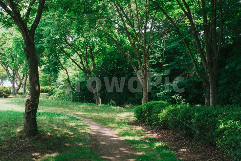 임실,사선대공원,공원,풍경,감성,나무,여름,니콘,자연,풍경,nature,landscape,휴식,힐링,rest,relaxation,healing,tree,plant,식물