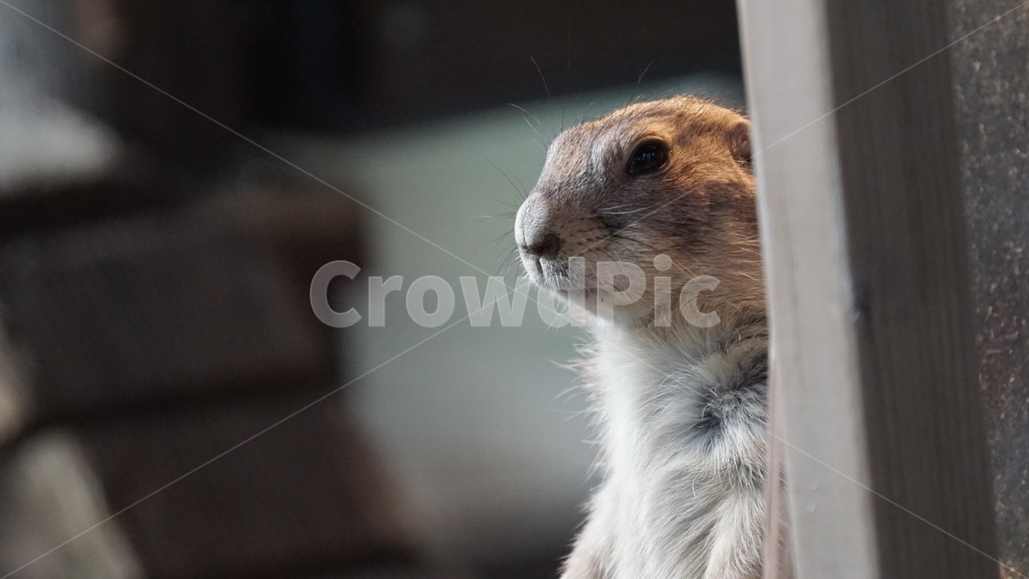 wood,나무,plywood,합판,프레리독,검은꼬리프레리독,동물원,프레리,동물,animal,포유류,mammal