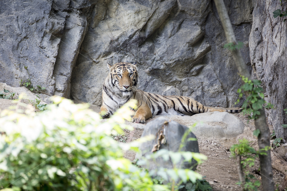 호랑이,타이거,동물,애니멀,animal,tiger,맹수,카리스마,육식동물,동물,animal,포유류,mammal