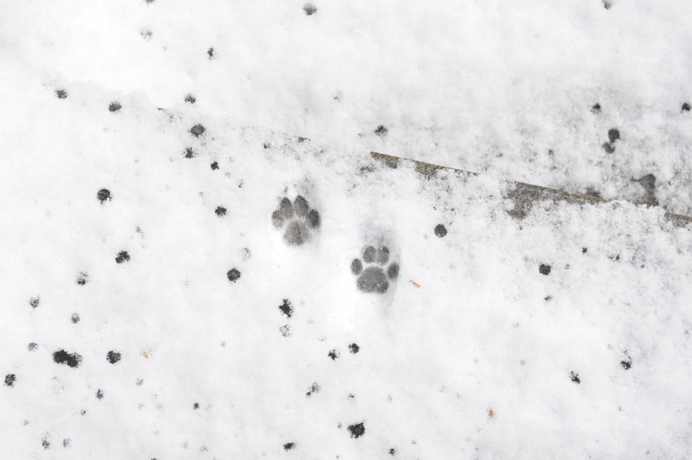 겨울,발자국,눈,고양이,일상,아파트,계단,하얀,겨울,계절,winter,season,동물,animal,포유류,mammal,고양이,cat,kitten,kitty