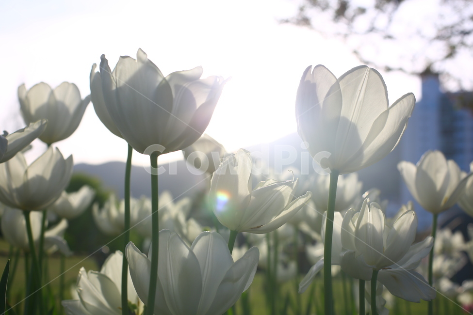 봄,꽃,튤립,연지공원,햇살,꽃말,봄,계절,spring,season,식물,자연,plants,nature,꽃,flower,휴식,힐링,rest,relaxation,healing,plant