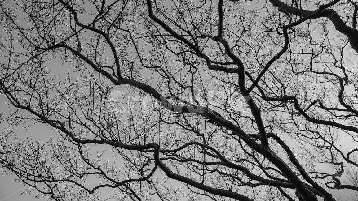 나무,가을,겨울,혈관,겨울나무,식물,자연,plants,nature,나무,trees,wood,흑백,모노톤,monochrome,black and white