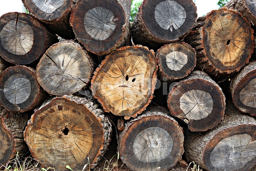 장작,통나무,나무,참나무,나이테,므늬,모양,나무,trees,wood