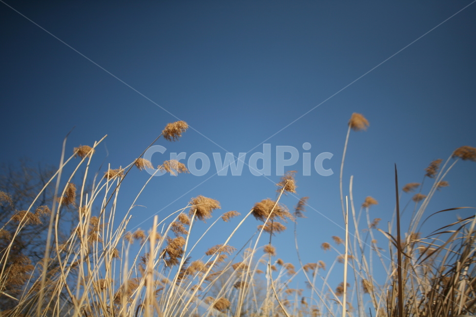 억새,갈대,하늘,맑음,풍경,plant,식물,grass,lawn,잔디,식물,자연,plants,nature