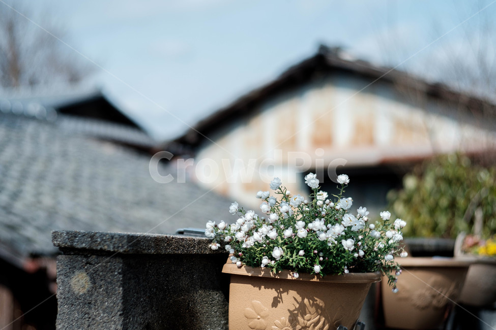 화분,일본,japan,식물,꽃,식물,자연,plants,nature,꽃,flower,감성,sensible,feeling