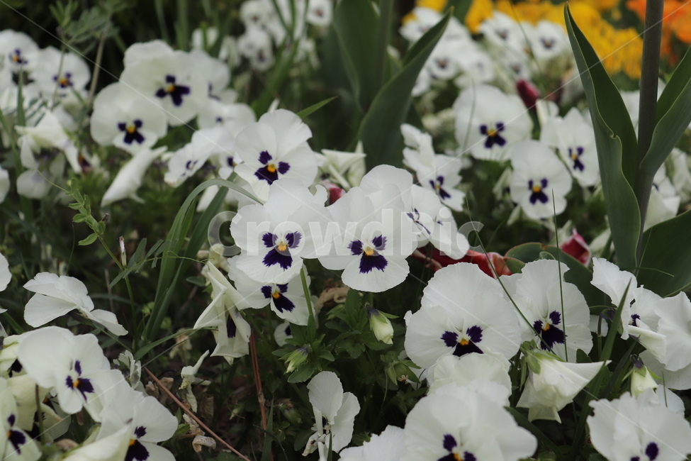 팬지,꽃,flower,꽃밭,정원,garden