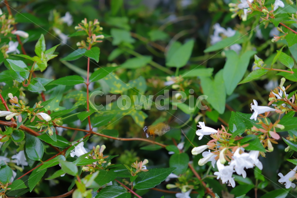 acanthaceae,잔잔과,flower,꽃,plant,식물,blossom,식물,자연,plants,nature,꽃,flower