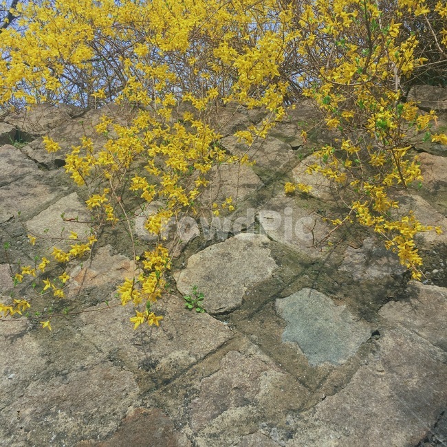 봄,개나리,꽃,돌담,자연,봄,계절,spring,season,flagstone,판석