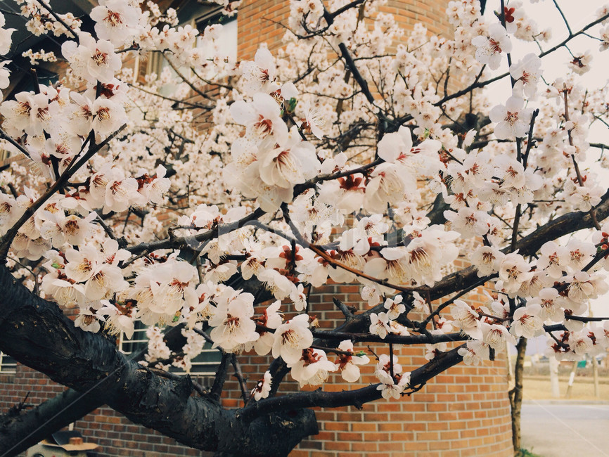 벚꽃,봄,나무,하얀색,감성,꽃,봄,계절,spring,season,식물,자연,plants,nature,꽃,flower,plant,blossom