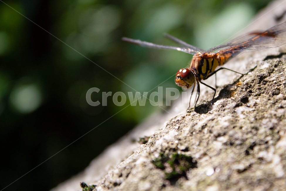 잠자리,바위,자연,근접사진,접사,갈색,초록색,곤충,벌레,insect,bug