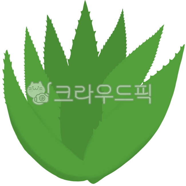 알로에,알로에베라,자연,알로에그림,알로에일러스트