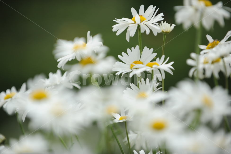 식물,꽃,구절초,daisies,국화,식물,자연,plants,nature,꽃,flower
