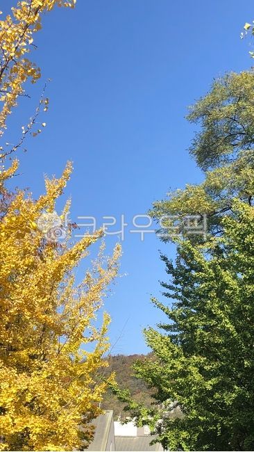 나무,은행나무,nature,wood,신촌