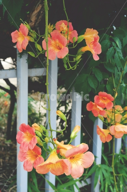 능소화,여름꽃,여름,주황색꽃,주황,꽃송이,넝쿨,꽃,orange,green,flower,plant,blossom,감성,식물,자연,plants,nature,꽃,flower