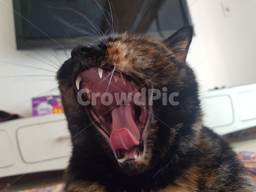 동물,고양이,코리안숏헤어,냐옹이,코숏