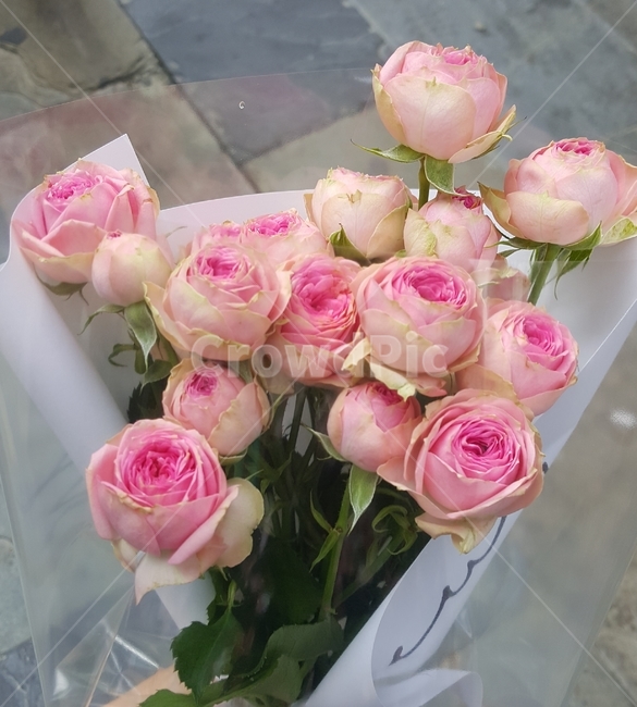 꽃,꽃다발,분홍꽃,장미꽃,분홍장미,장미꽃다발,꽃,flower,기념일,축하,anniversary,congratulation,celebrate,celebration