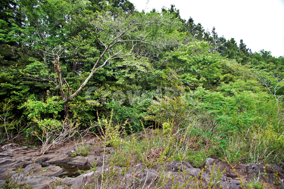 갑마장길,제주도,표선면,오름,따라비오름,기생화산,가시리,자연,풍경,nature,landscape