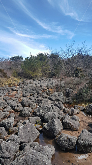 파란하늘,흰구름,숲속,숲,나무,돌