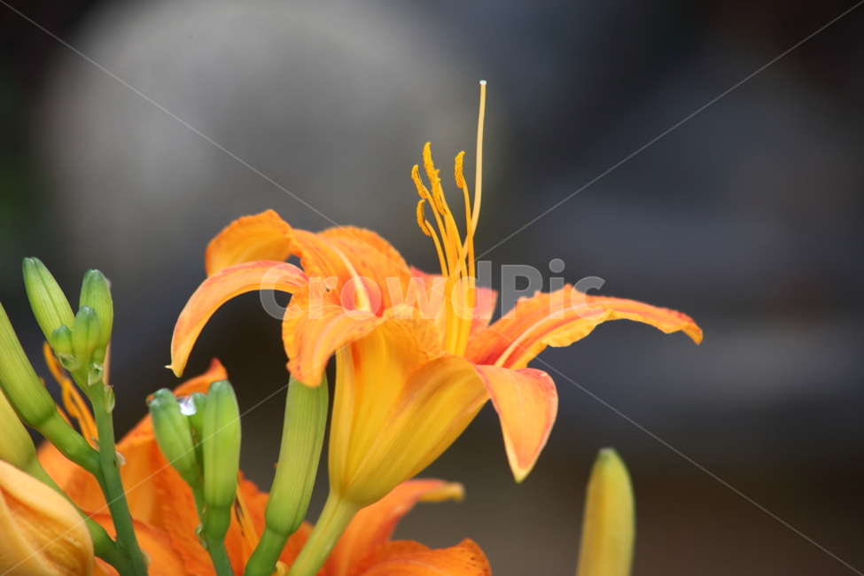 원추리,꽃,원추리꽃,여름,daylily,백합과