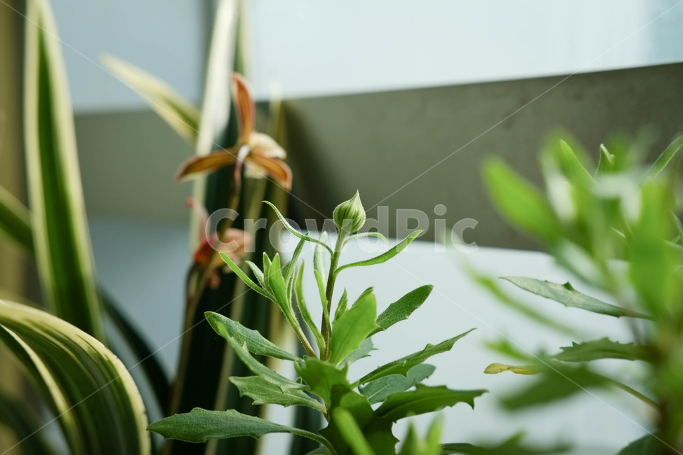 식물,초록,봄,꽃봉오리,인테이러,실내,초록색,꽃,시작,싱그러움,맑음,봉오리,아침,푸른,잎,잎새,화분,배경,식물,자연,plants,nature