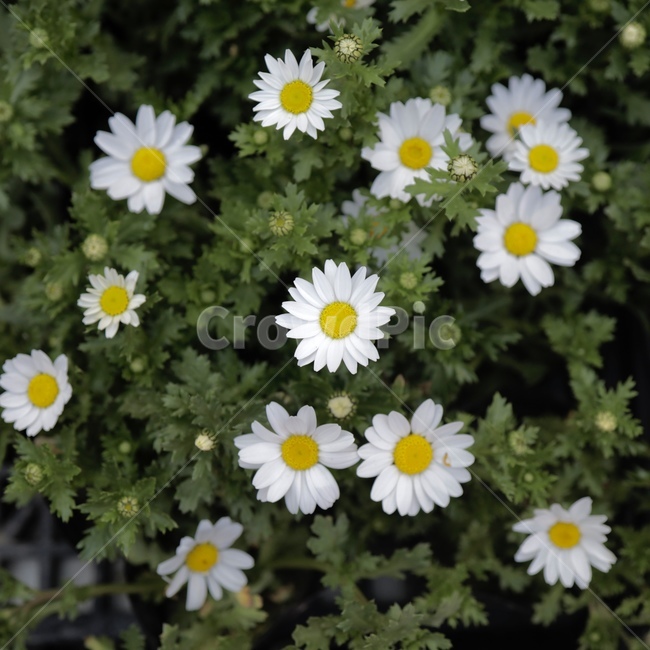 꽃,blossom,plant,식물,flower,국화,tzvelrv