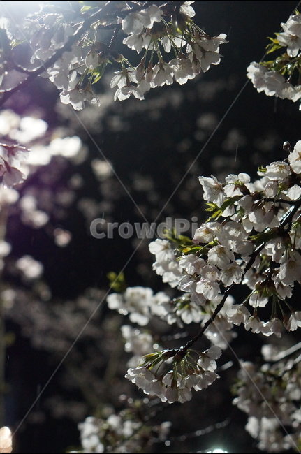 벚꽃,야경,밤,흰색,풍경,봄,봄,계절,spring,season,야경,밤,풍경,nightscape,night,landscape,식물,자연,plants,nature,꽃,flower,plant