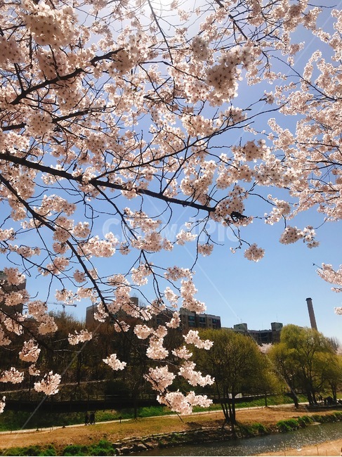 봄,4월,벚꽃,햇살,봄날,spring,봄햇살