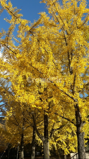 가을,단풍,나무,하늘,아름다움,가을,계절,fall,autumn,season,tree,plant,식물