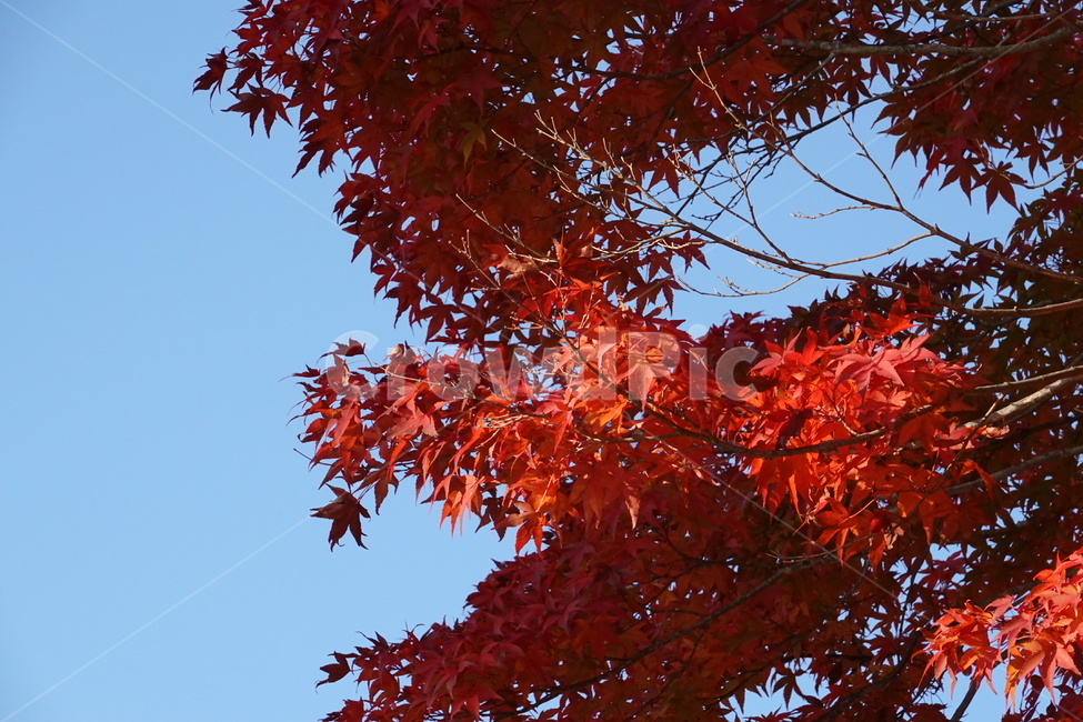 sky,late autumn leaves,autumn,Maple,Sky of Autumn
