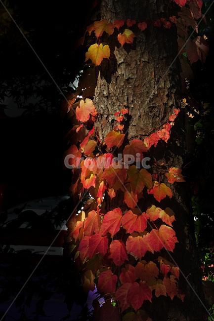 잎,식물,나무,넝쿨잎,가을,가을,계절,fall,autumn,season