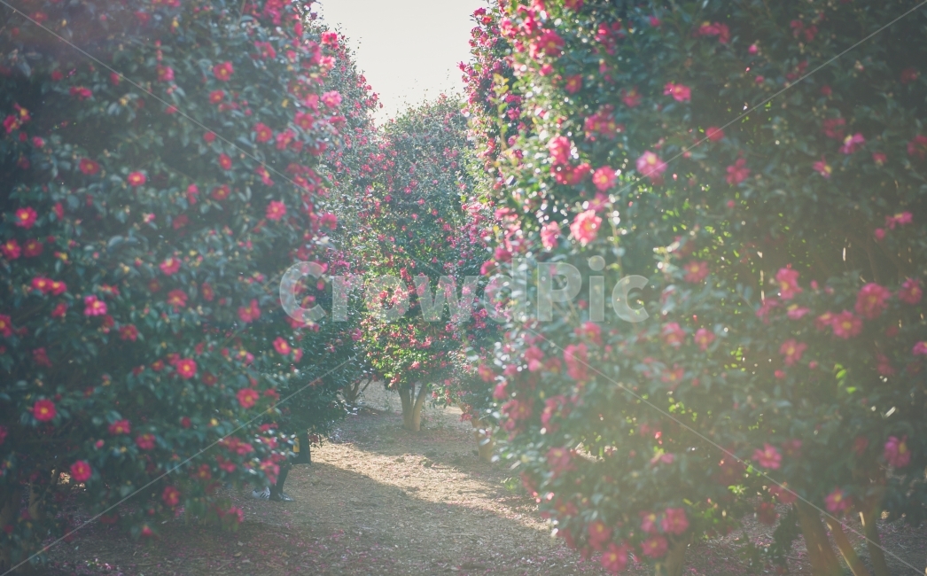 제주도,위미리,꽃,동백꽃,빛,카멜리아,Camellia,jeju,RepublicofKorea,koreaisland,자연,풍경,nature,landscape,식물,plants,꽃,flower,휴식,힐링,rest,relaxation,healing,plant
