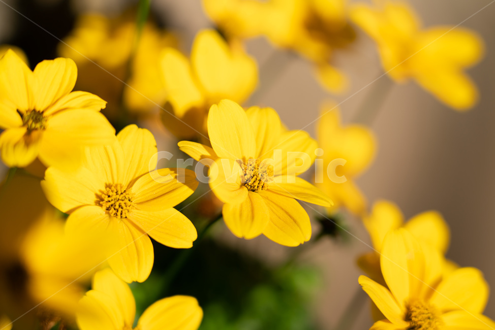 plant,식물,꽃,노랑색,자연,식물,자연,plants,nature,꽃,flower