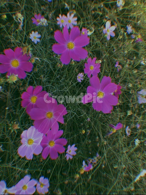 코스모스,분홍,꽃,필름감성,잔잔