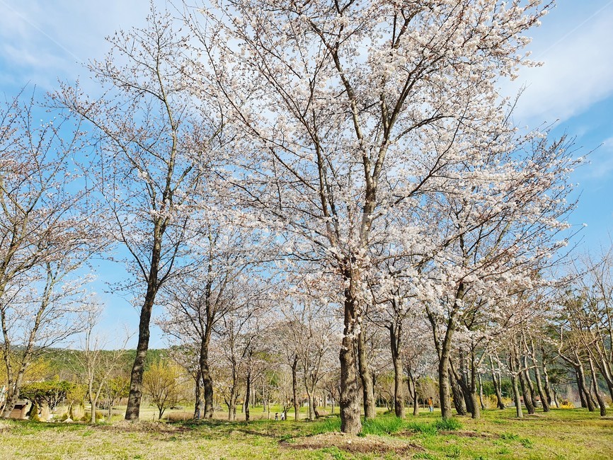풍경,plant,tree,예쁜풍경,봄풍경