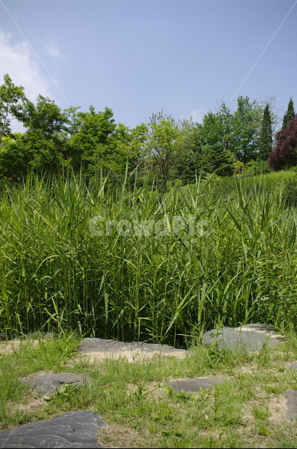 초록,나무,잎,식물,plant,계절,봄,spring,하늘,구름,풍경,자연,풍경,nature,landscape,grass,잔디,land,땅,outdoors,옥외,vegetation,초목