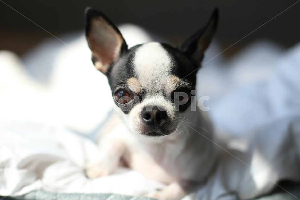 강아지,치와와,단모치와와,puppy,반려견,애견,개,dog,점박이,동물,animal,포유류,mammal,개,강아지,dog,doggy