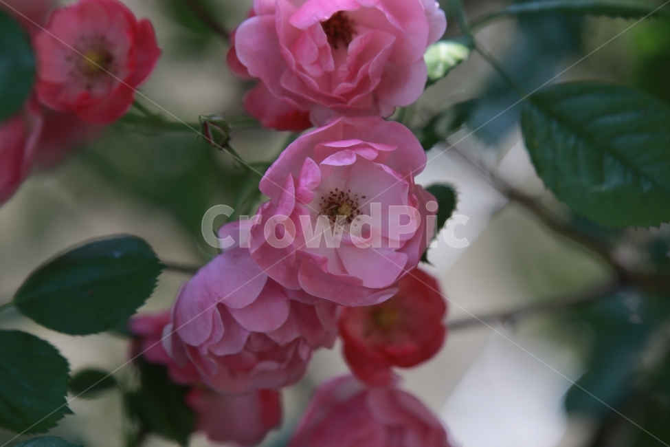 꽃,야생화,여름,장미,flower,식물,자연,plants,nature,꽃,flower