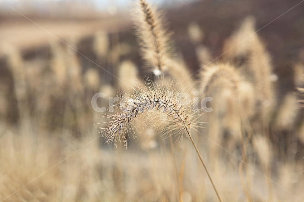 강아지풀,강아지풀꽃,꽃,잡초,가을,풀,야외,공원,가을,계절,fall,autumn,season,식물,자연,plants,nature