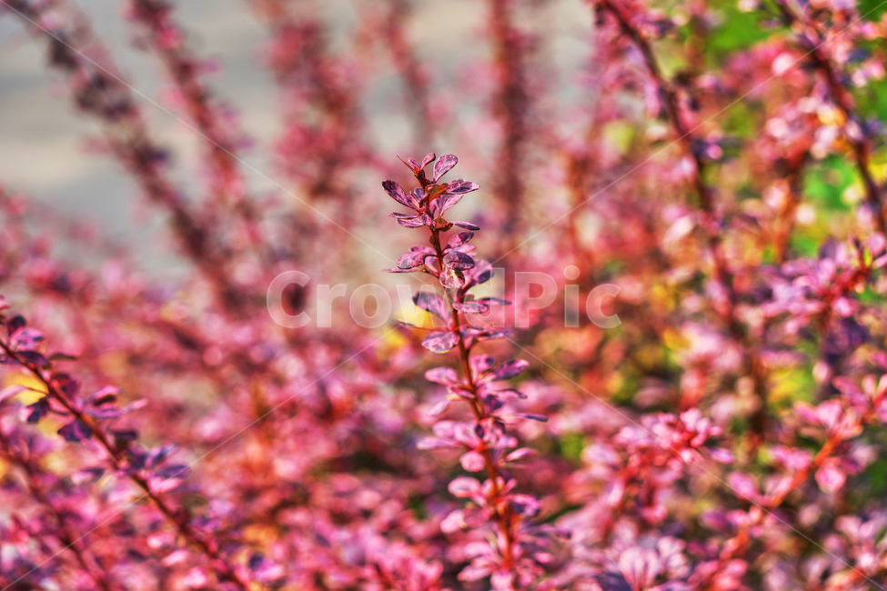 꽃,여름,식물,자연,공원,식물,자연,plants,nature,꽃,flower