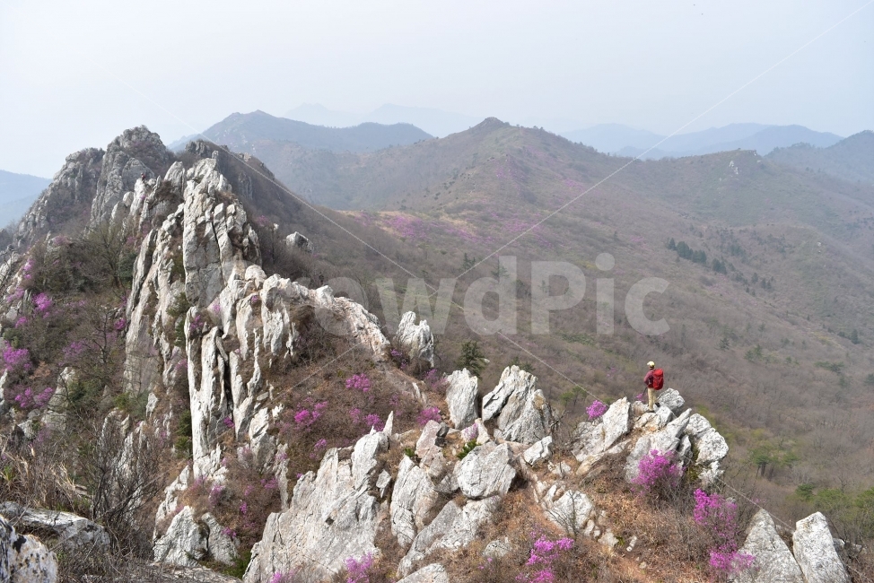 주작산,덕룡산,진달래,풍경,기암,바위,비경,봄풍경,분홍색,진달래꽃,강진,명산,산행,등산,마운틴,자연,풍경,nature,landscape,봄,계절,spring,season,outdoors,옥외,slope,경사