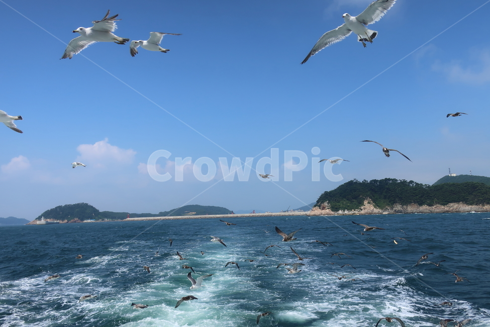 안목항,유람선탑승,갈매기,바다,섬,파도,wave
