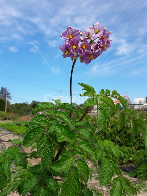자주감자꽃,purplepotato,flower,감자,potato,식물,plant,잎,leaf,토종감자,감자꽃,자주색,채소,식물,자연,plants,nature